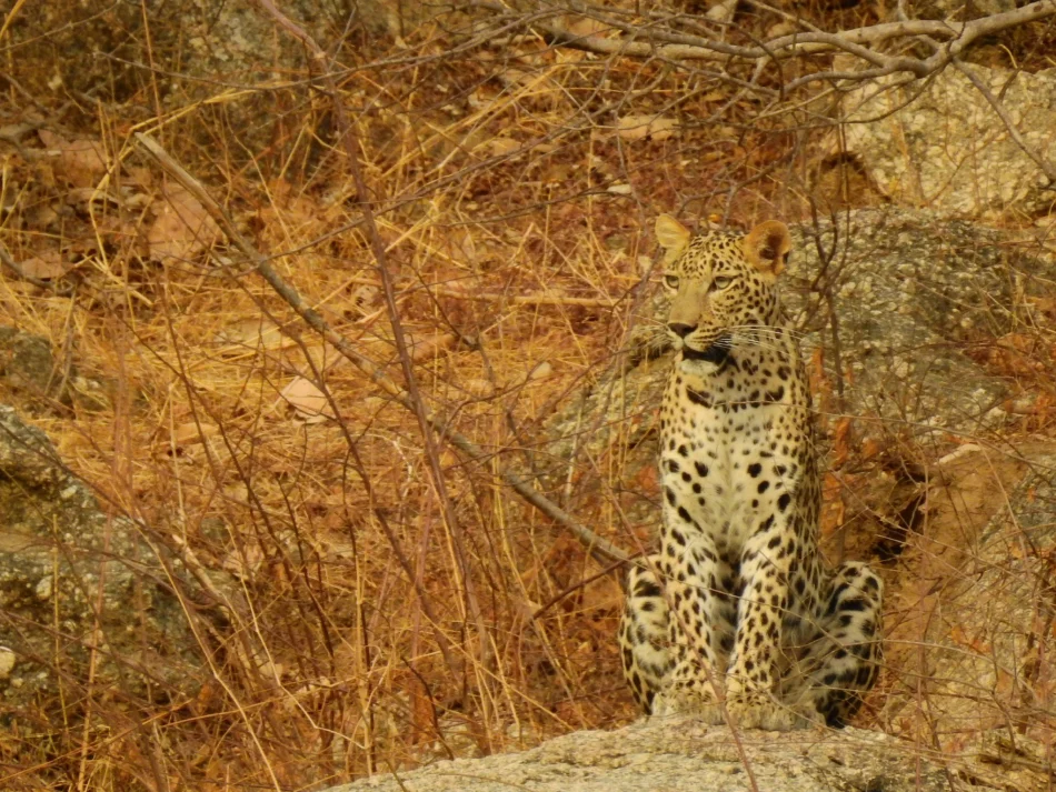 Leopard Safari