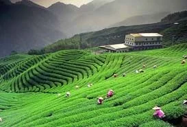 Kausani Tea Estate